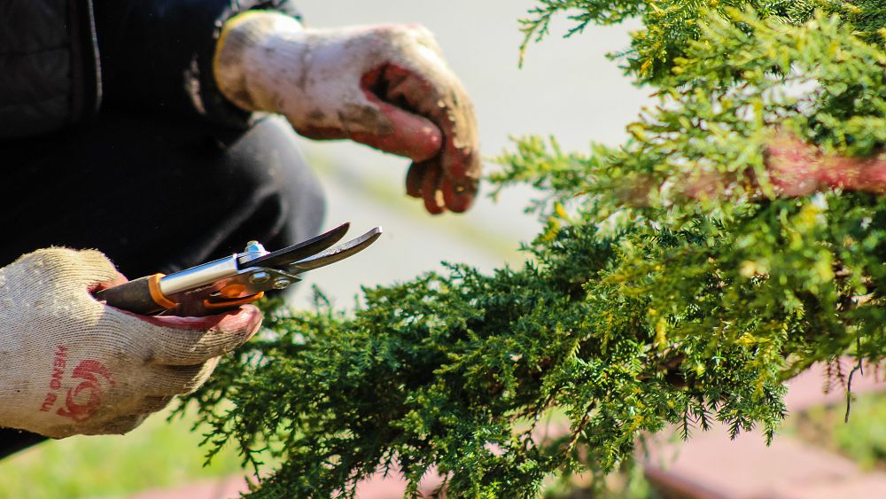 Scientists have recorded the sound plants make when they are under stress