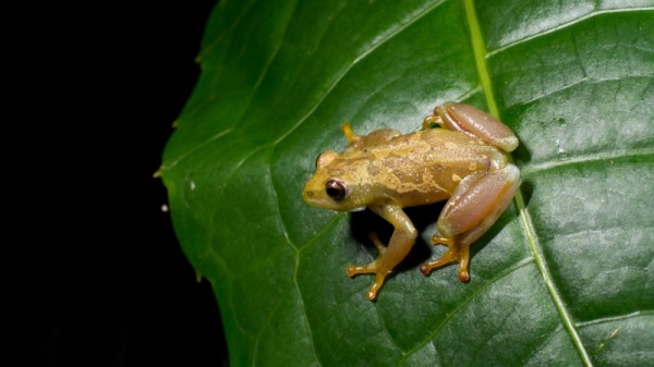 Hundreds of unknown species discovered around the world this year